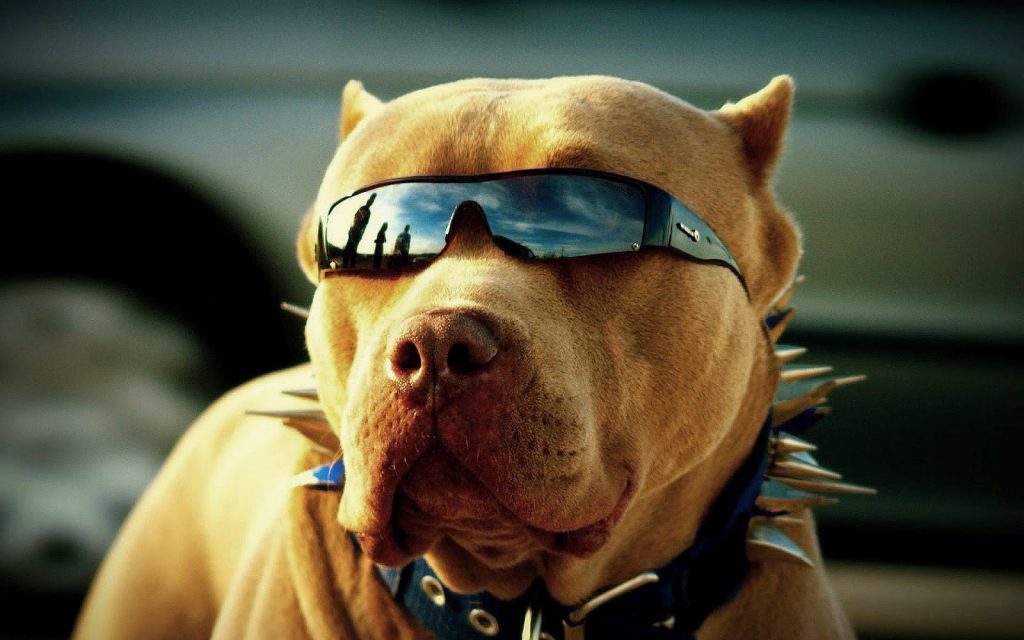 cool looking dog